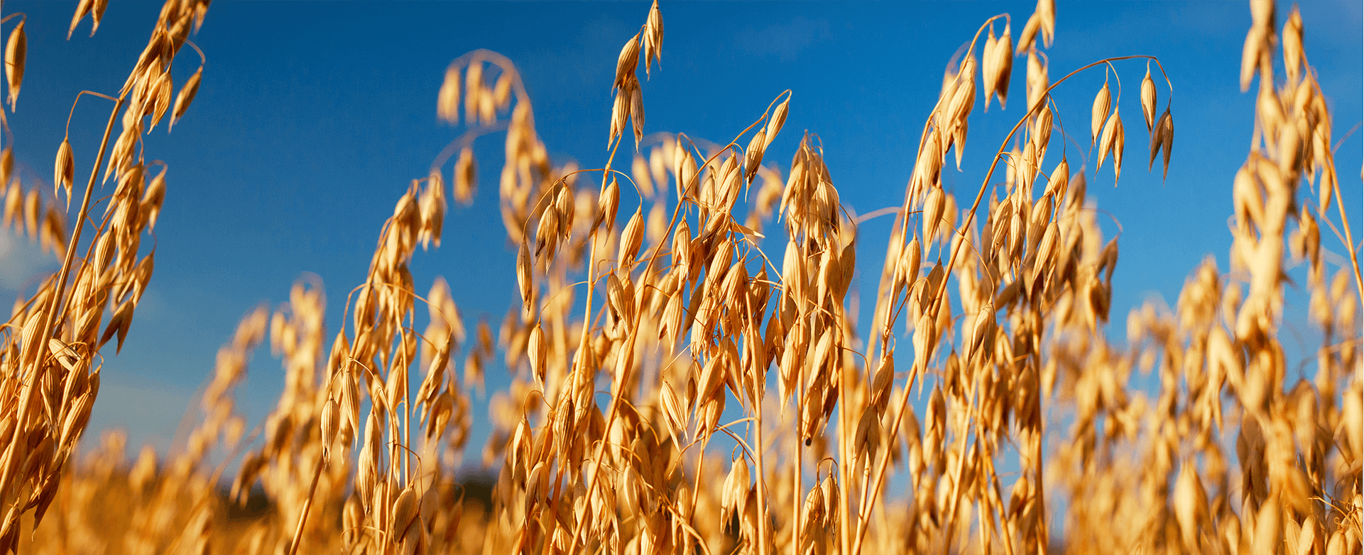 Field of Oats image