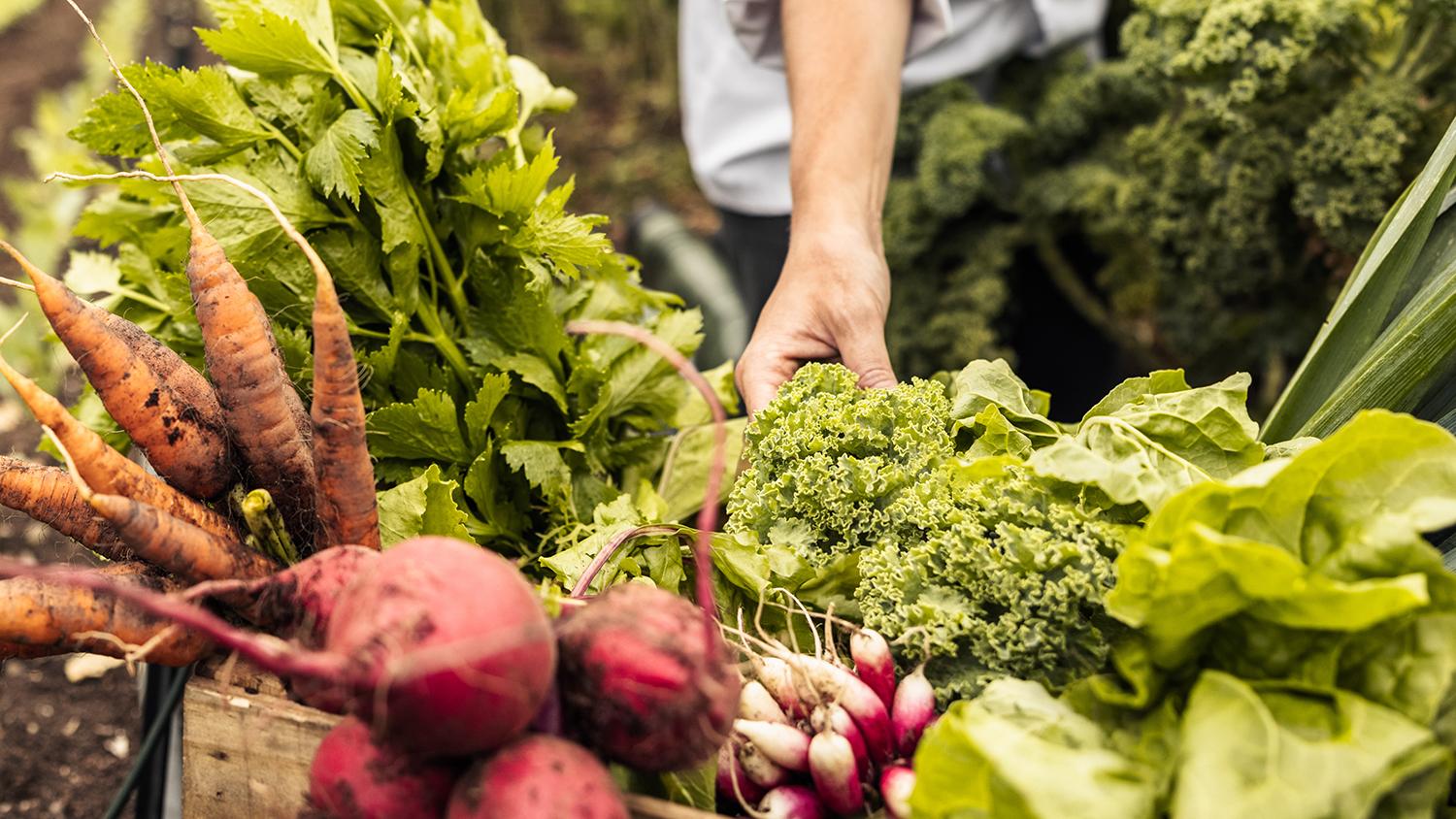 Various healthy vegetables