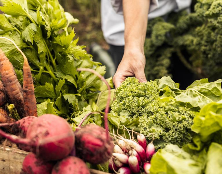 Plant-based toolkit thumbnail image of variety of harvested vegetables