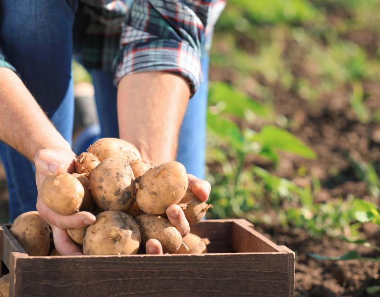 Processing Toolkit MX Thumbnail image of person holding potatoes in field